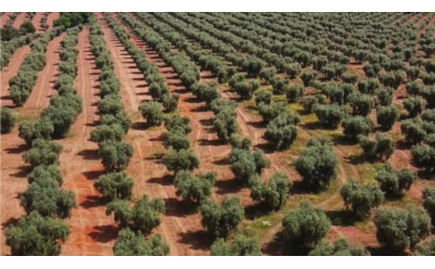 Huile d’olive tunisienne : pourquoi est-elle parmi les meilleures au monde