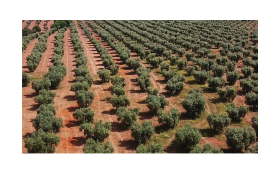 Huile d’olive tunisienne : pourquoi est-elle parmi les meilleures au monde