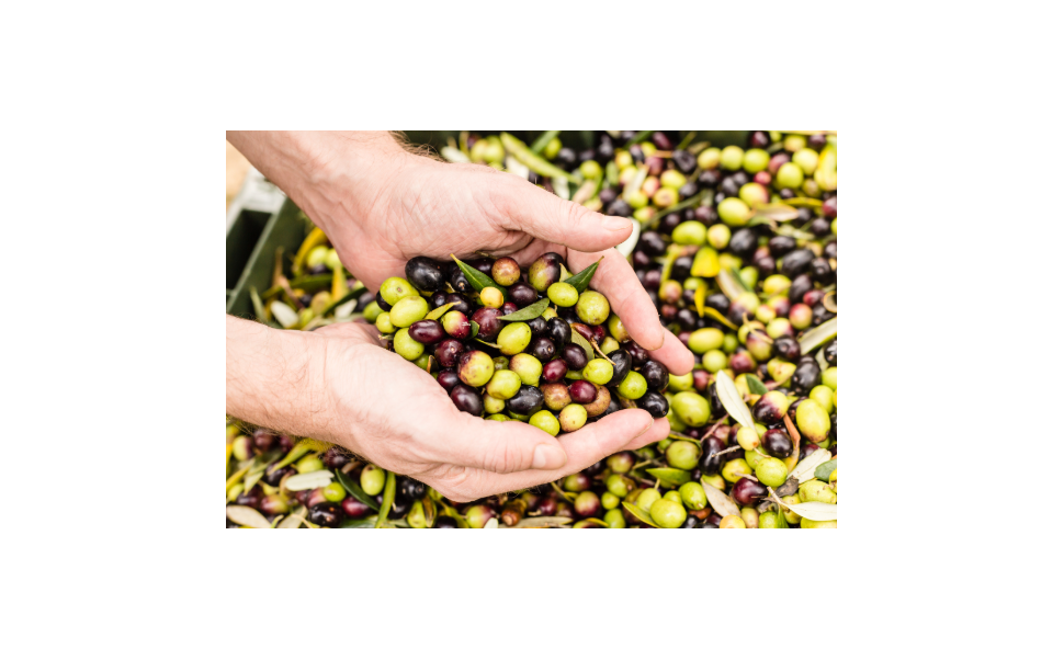 La fabrication de l’huile d’olive